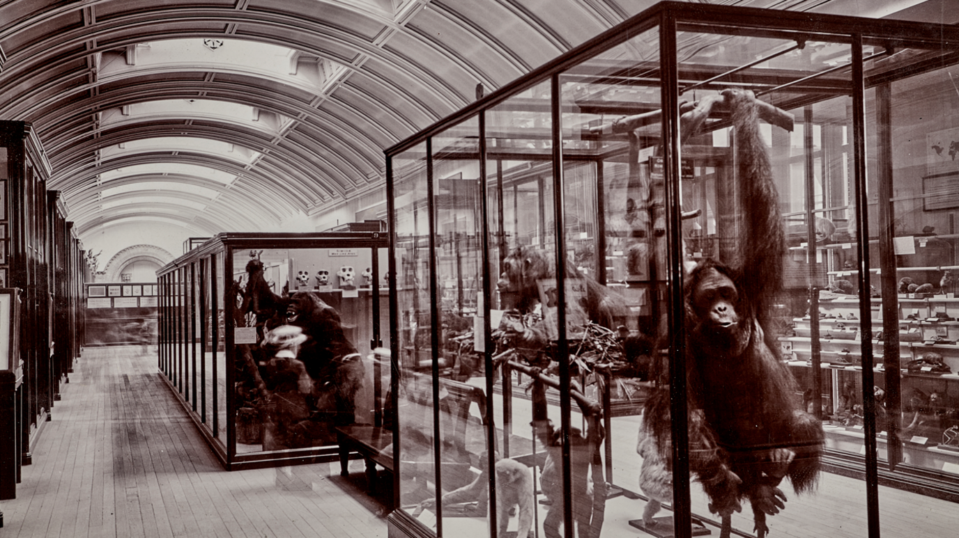 Historic museum collection room with rows of wooden cabinets and large worktables. The long, vaulted hall was used for storing and studying natural history collections.