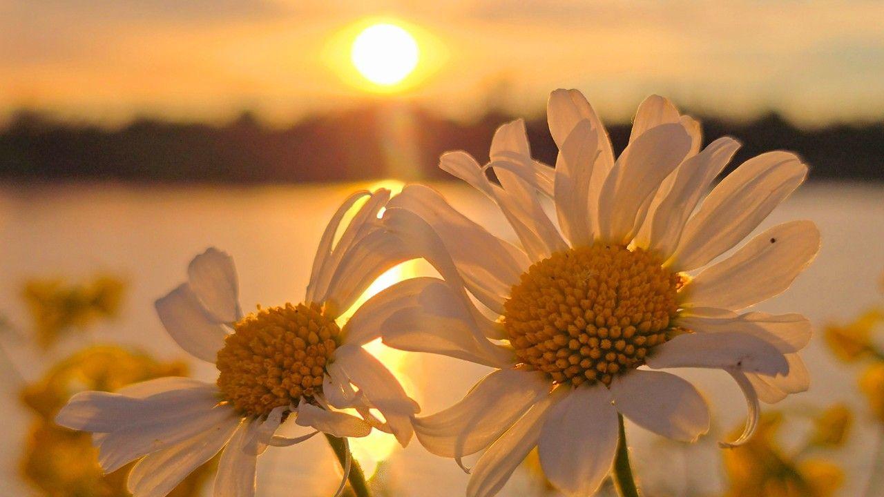 A close up image of two large daisy flowers with the sun rising in the distance behind