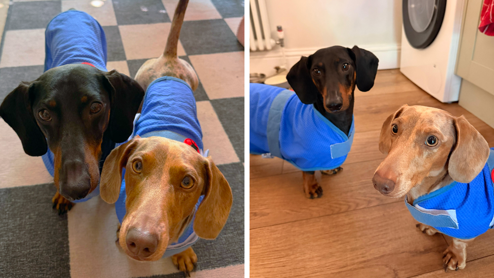 Split pic showing different angles of two dachshunds in blue cooling vests.