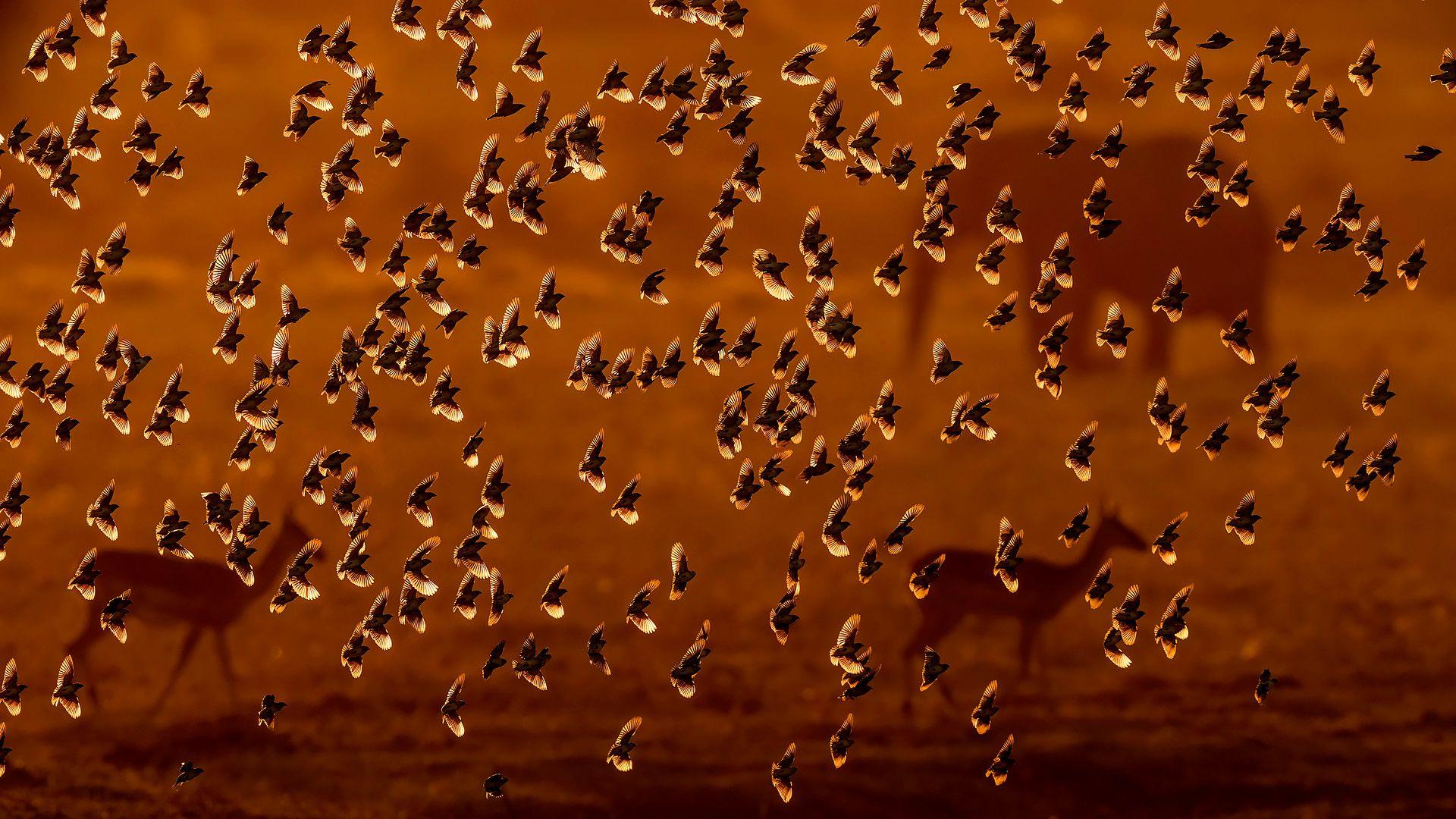 A vast flock of birds fills the air, their dark silhouettes swirling against a warm, golden-brown sky. Through the hazy atmosphere near the bottom of the image, the silhouettes of deer-shaped animals can be seen.