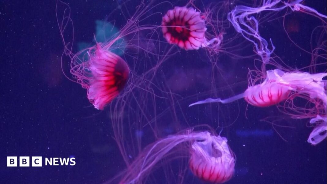 Jellyfish mesmerise in their own museum in Florida Jellyfish mesmerise in their own museum in Florida