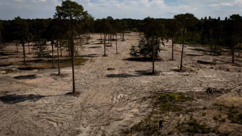 A view of the dry land at Ockham Common near Wisley in Surrey on 4 August 2026