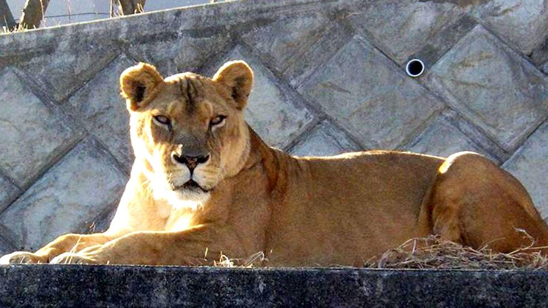 Three lions die in zoo as Japan battles extreme heat Three lions die in zoo as Japan battles extreme heat