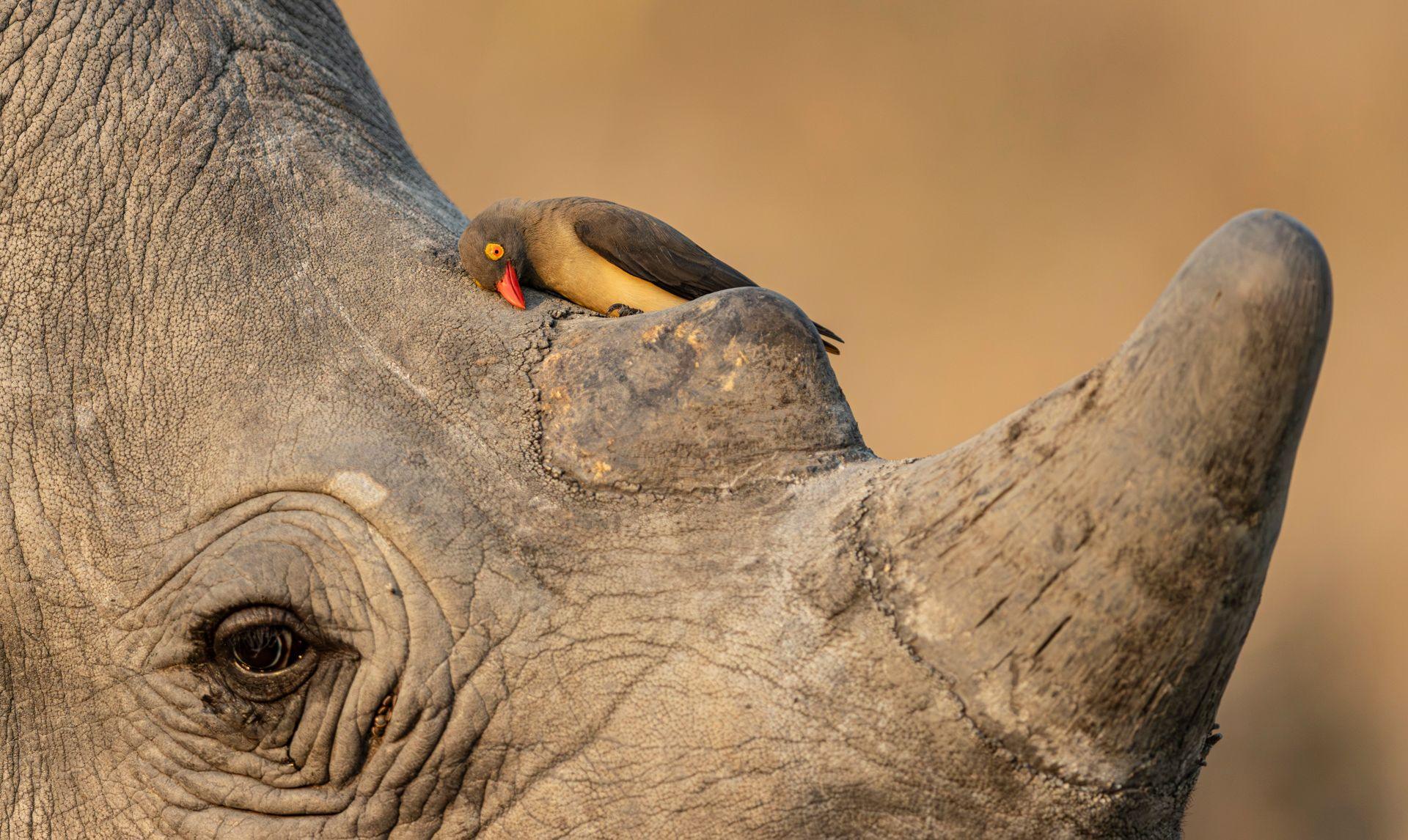 A close-up of a rhinoceros’s head, showing its wrinkled grey skin, eye and large horn. A small dark red-billed oxpecker with a vivid red-orange beak perches on the rhino’s head near the base of its horn. The background is softly blurred, with warm sandy-brown tones.