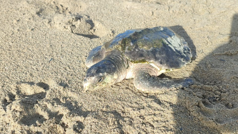 Rhossi as a small sea turtle sitting on the sand of a beach.  He is considerably smaller than the other pictures in this story, and his shell and head are a darker blue/grey - the colour of younger turtles of his species.