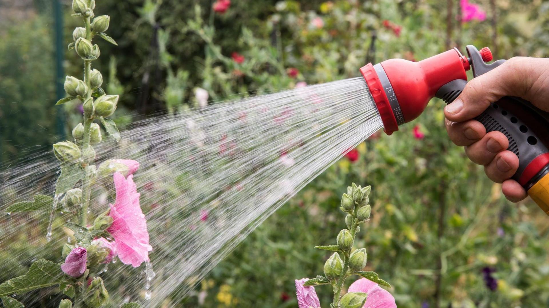 A person adjusts uses a hosepipe sprinkler to water pink flowers in a garden. In the background are blurred bushes and other tall flowers.