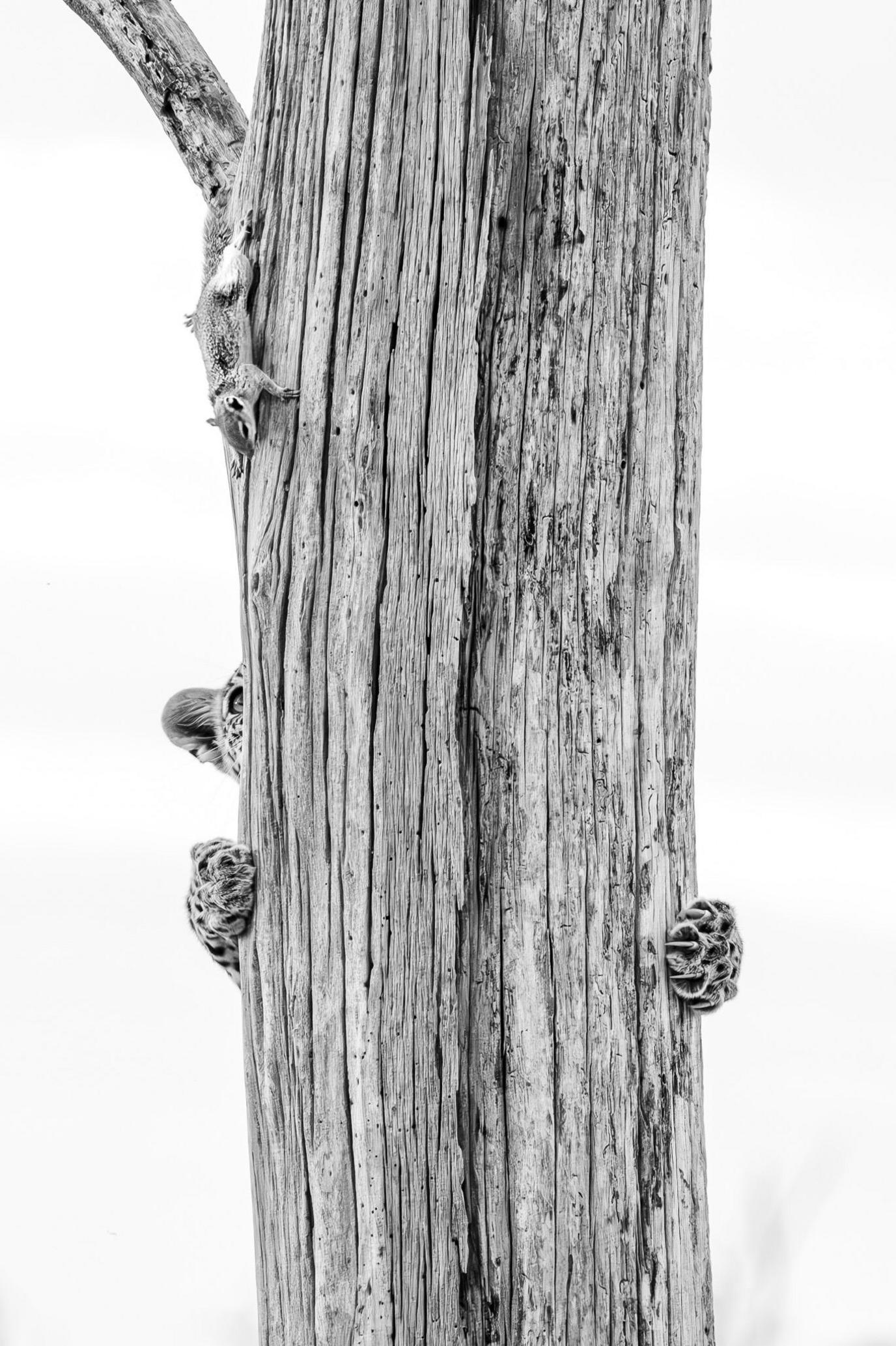 A black-and-white photograph shows a tall, vertically ridged tree trunk against a bright white background. The front paws of a young leopard can be seen clinging to the trunk, along with a small portion of the top of its head. The rest of its body is obscured by the trunk. Near the top of the trunk, a squirrel is visible in full, facing downwards.