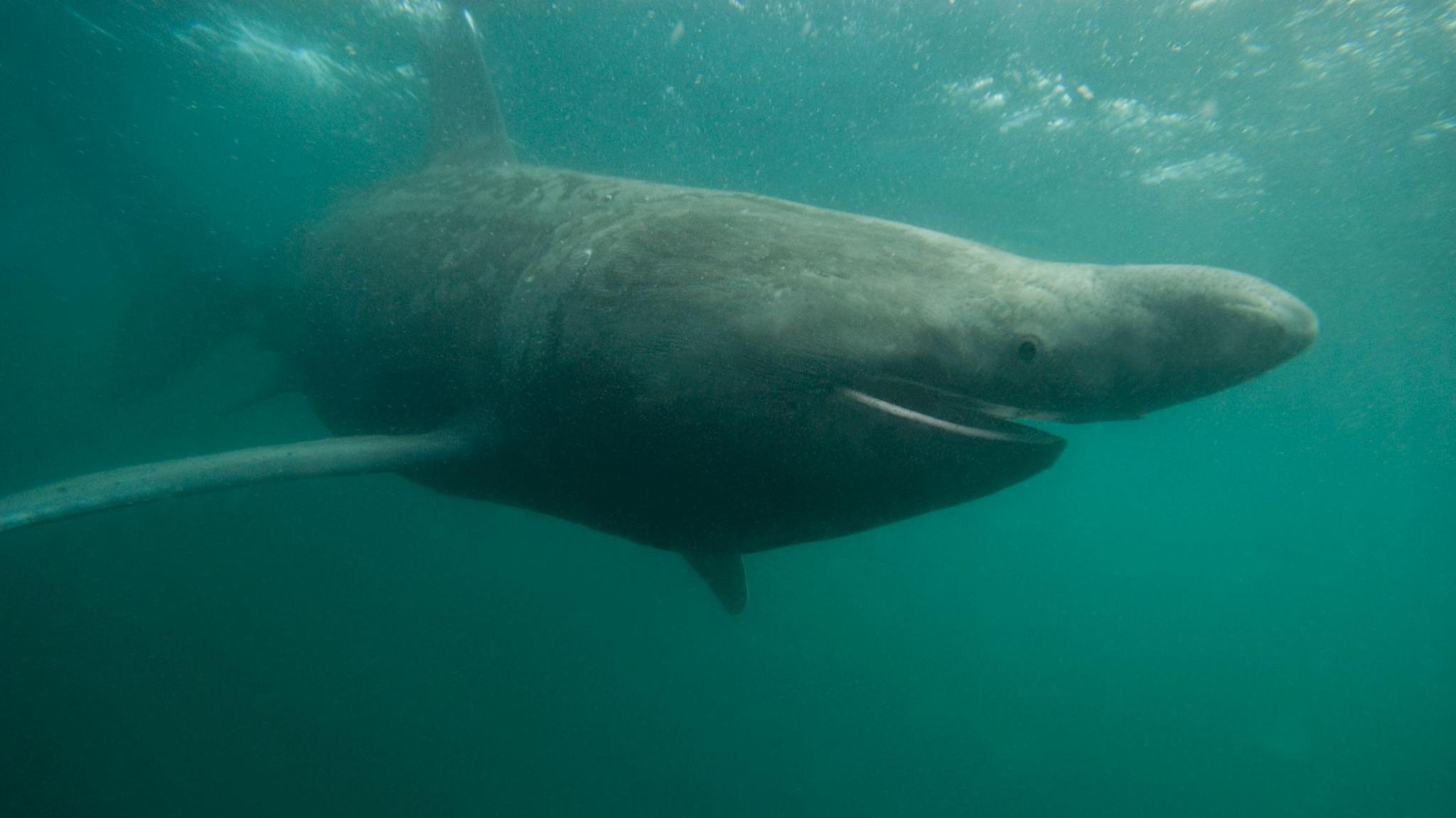 A photograph of a basking shark underwater with its mouth open and one eye facing the camera.