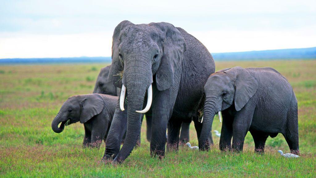 Four elephants grazing in Amboseli National Park