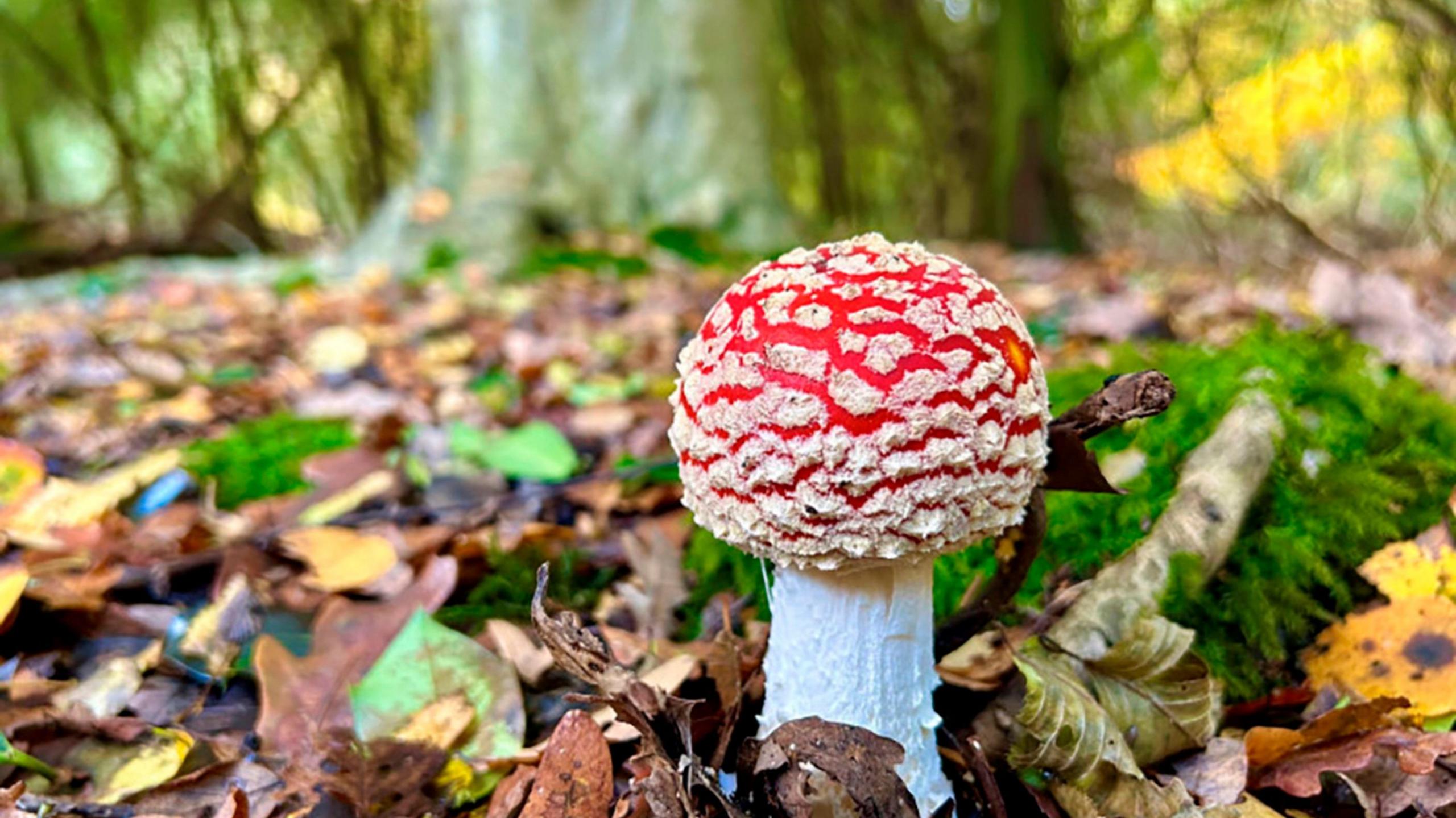 A species of Epping Forest fungi. Surrounded by leaves, it  looks like a mushroom cloud. The head is reddish pink with white flecks on it and the stalk is white.