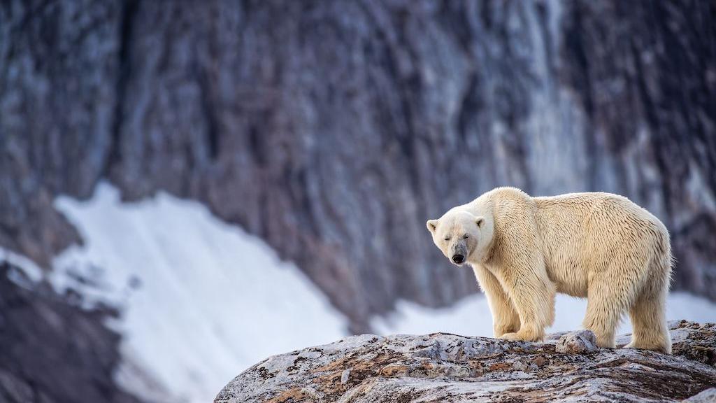 Person fined after using foghorn to wake sleeping polar bear Person fined after using foghorn to wake sleeping polar bear