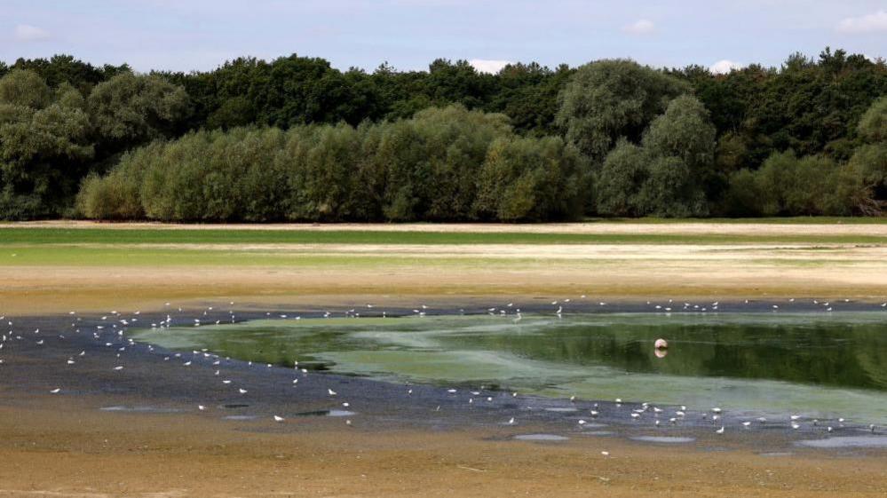 Birds are seen perched around the edge of Hanningfield Reservoir in Essex, which is visibly very below capacity due to drought