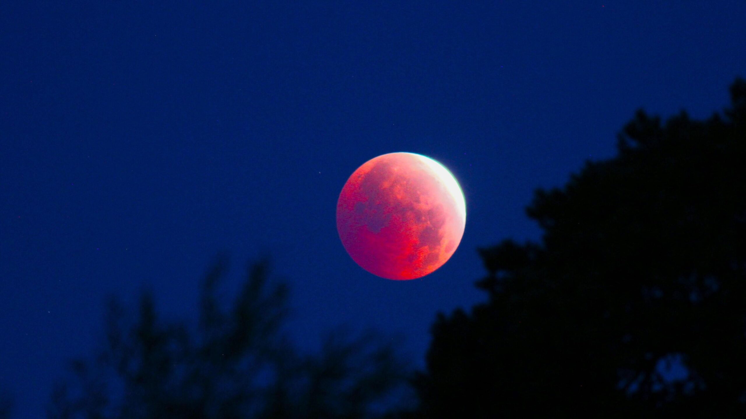 Silhouette of trees with red looking moon behind