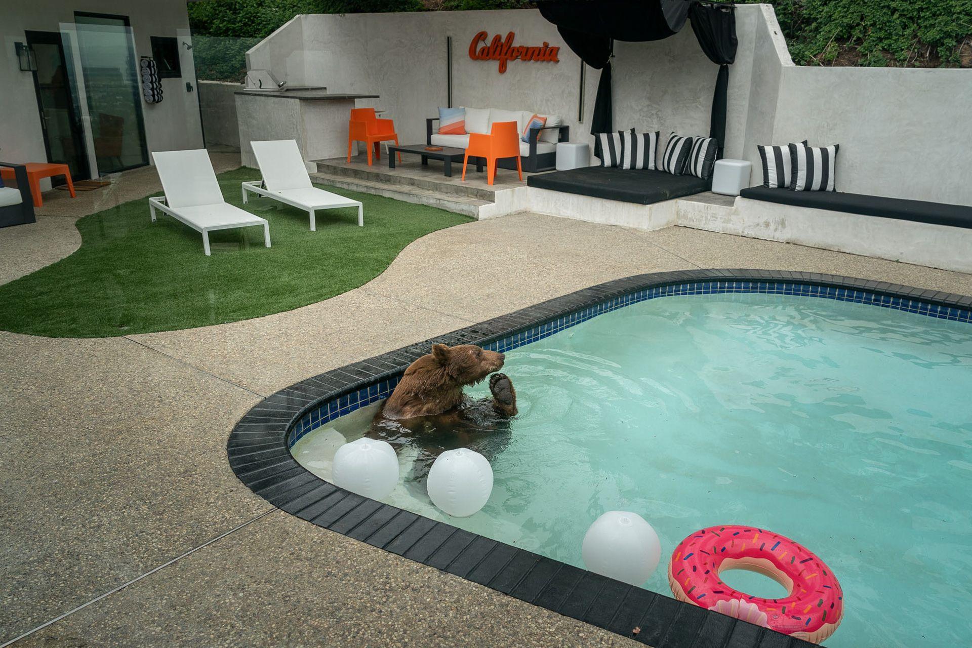 A brown bear sits in the shallow end of a swimming pool, leaning against the tiled edge with one of its back paws raised, appearing to scratch it's face. White balls and a pink doughnut-shaped inflatable ring float nearby. The pool is surrounded by a paved patio, artificial grass, white lounge chairs, and a red sign saying California hanging on the white bricked fence.
