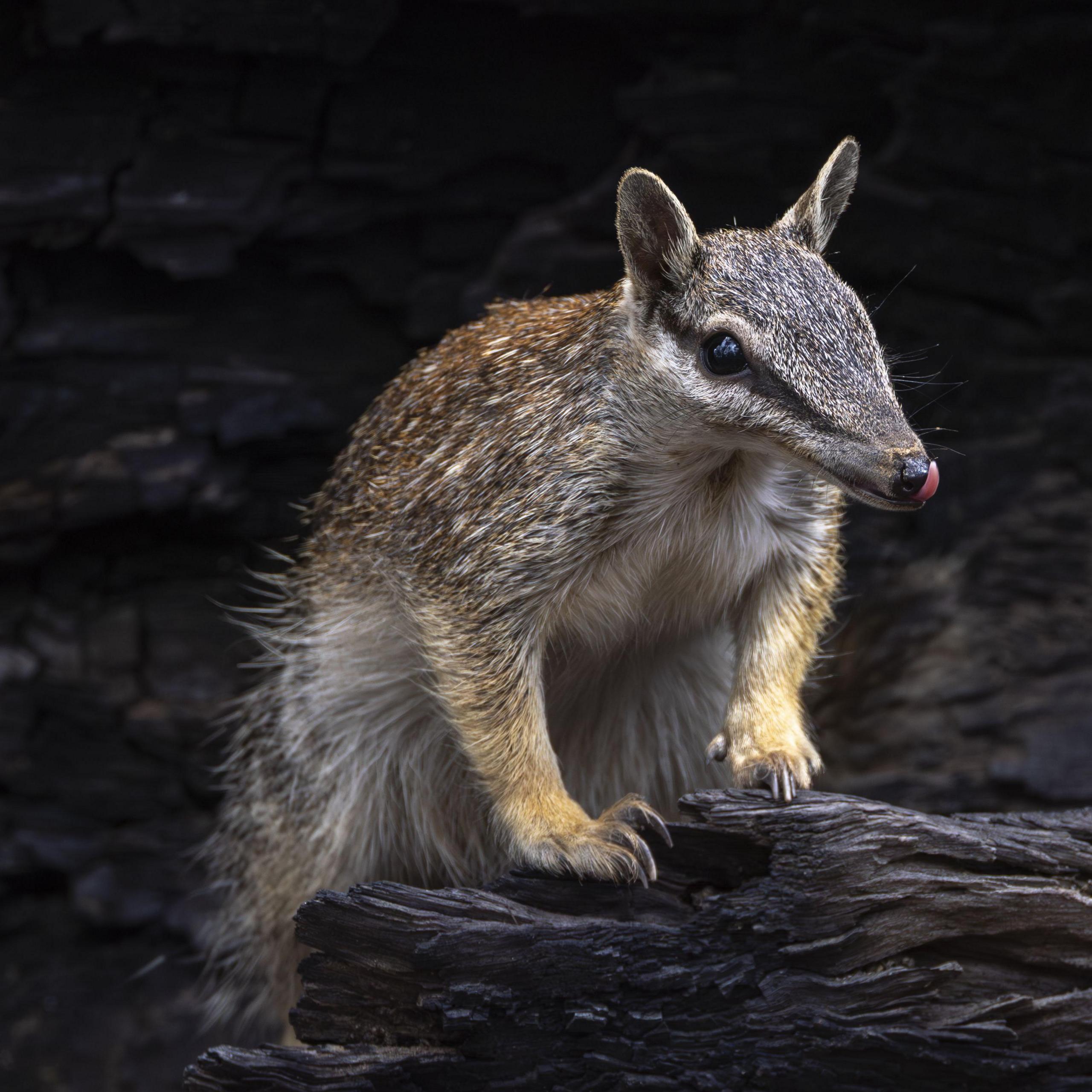 A numbat on a blackened log licks its nose