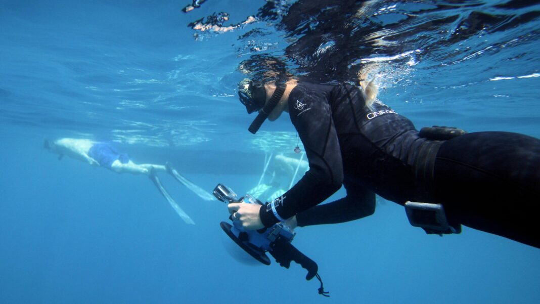 The influencers getting bitten while chasing the perfect shark shot The influencers getting bitten while chasing the perfect shark shot