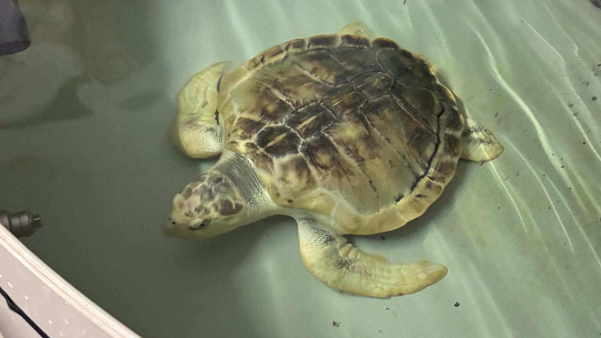 Close up picture of Rhossi the sea turtle in a tank at the Anglesey Sea Zoo. The curved white edge of the tank is just about visible in the bottom left of the photo. Rhossi is a light yellow coloured turtle with a dark green/brown shell with yellow edges.