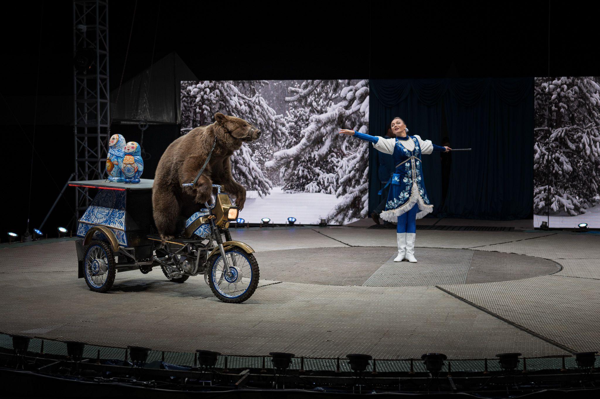 A stage performance featuring a large brown bear riding a small three-wheeled motorbike with two colourful nesting-doll props on the back, while a performer in a blue and white costume gestures toward them. A winter forest scene is projected on the screens behind them.
