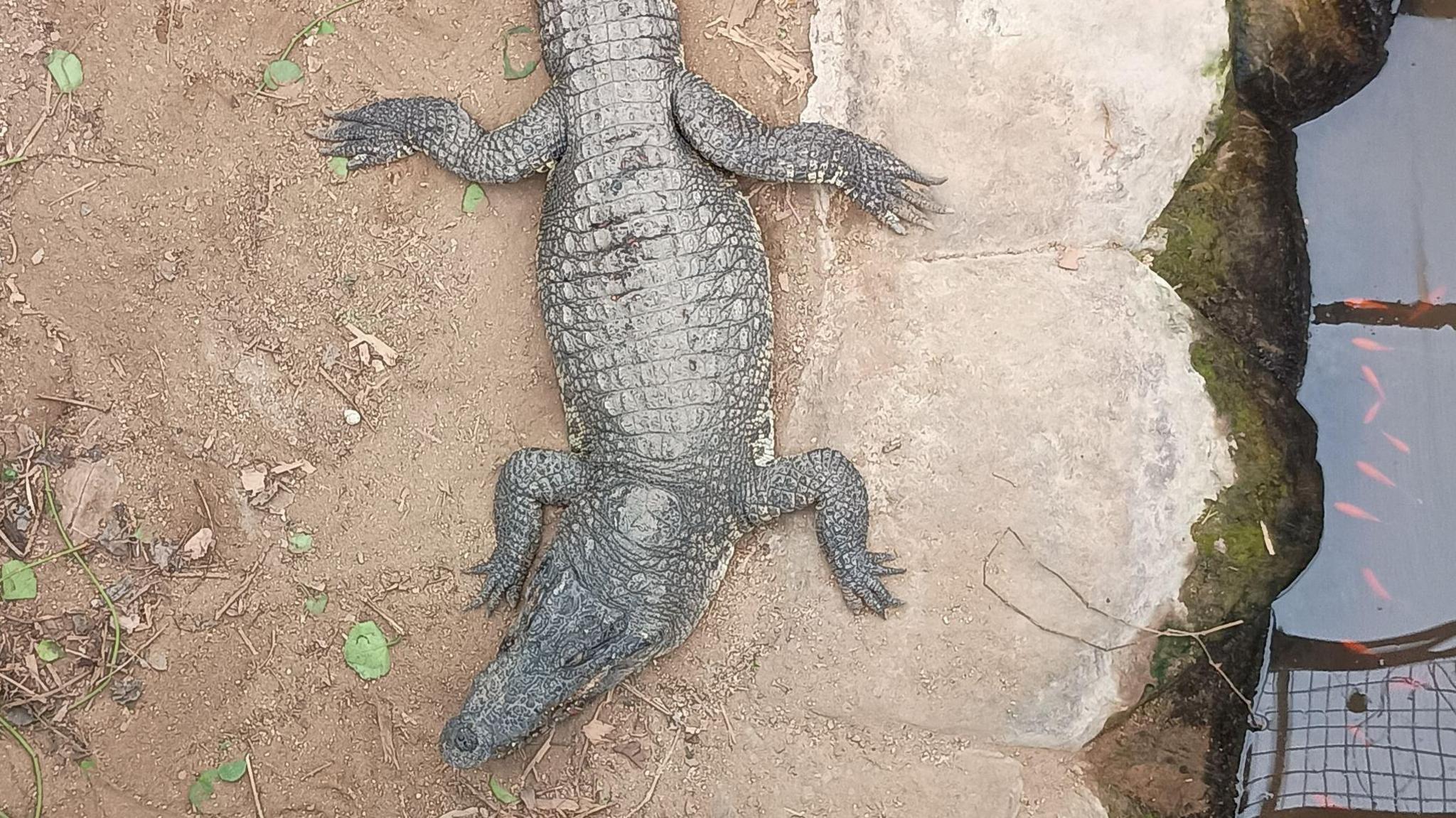 A view from above of a crocodile on a sandy or muddy ground, sitting next to brown-coloured water in an enclosure. There is green foliage to the left.