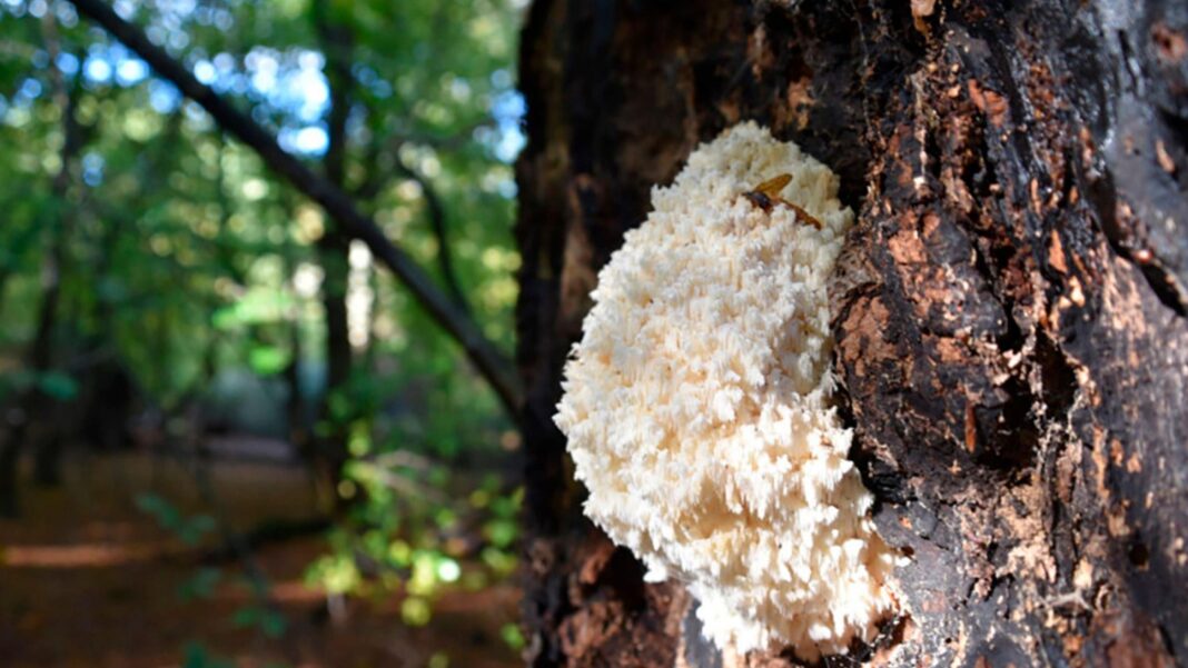 Internet fungi foragers told ‘click, don’t pick’ Internet fungi foragers told ‘click, don’t pick’