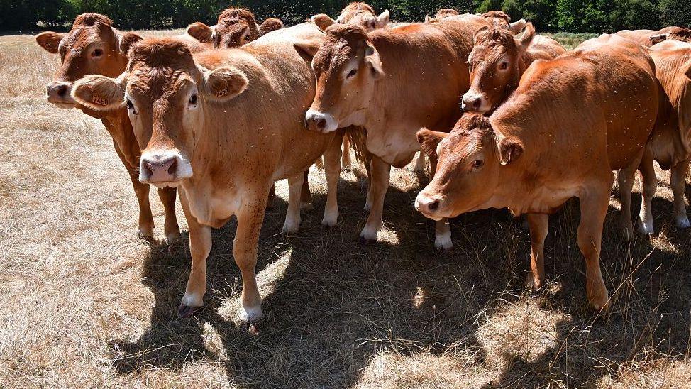 Cows on parched grass in central France. Photo: 7 July 2026