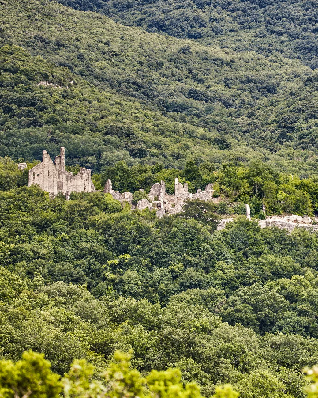 Image may contain Land Nature Outdoors Plant Tree Vegetation Woodland Rainforest Jungle Architecture and Building