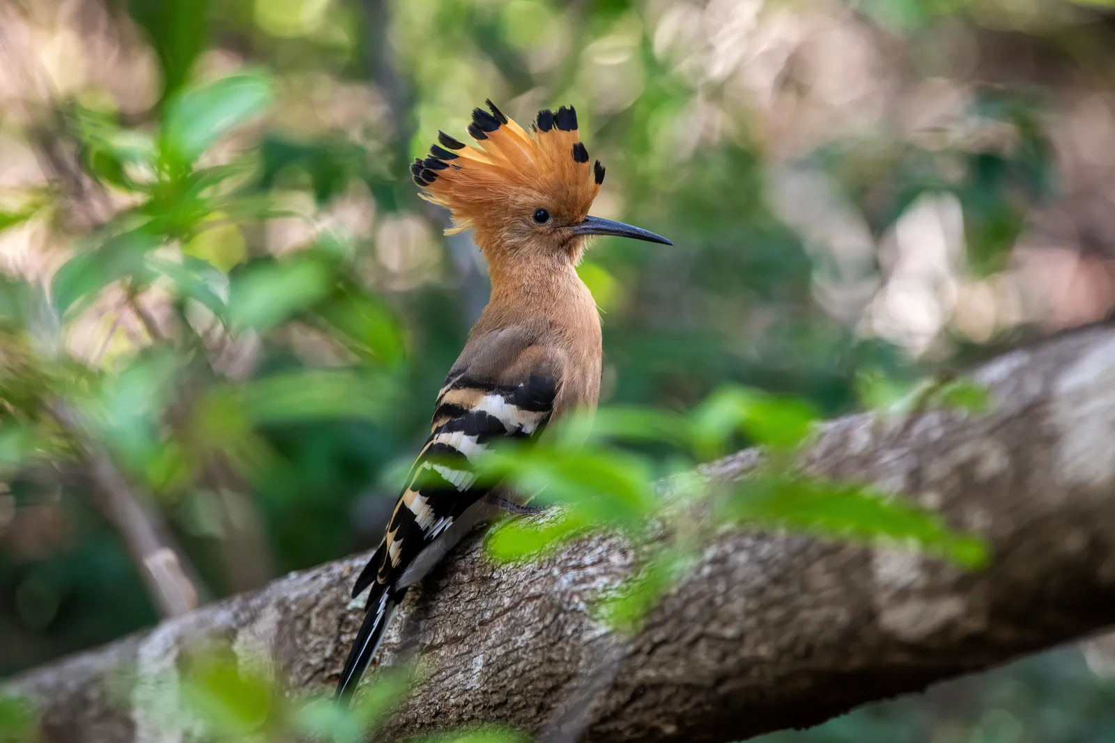 Image may contain Animal Bird and Beak