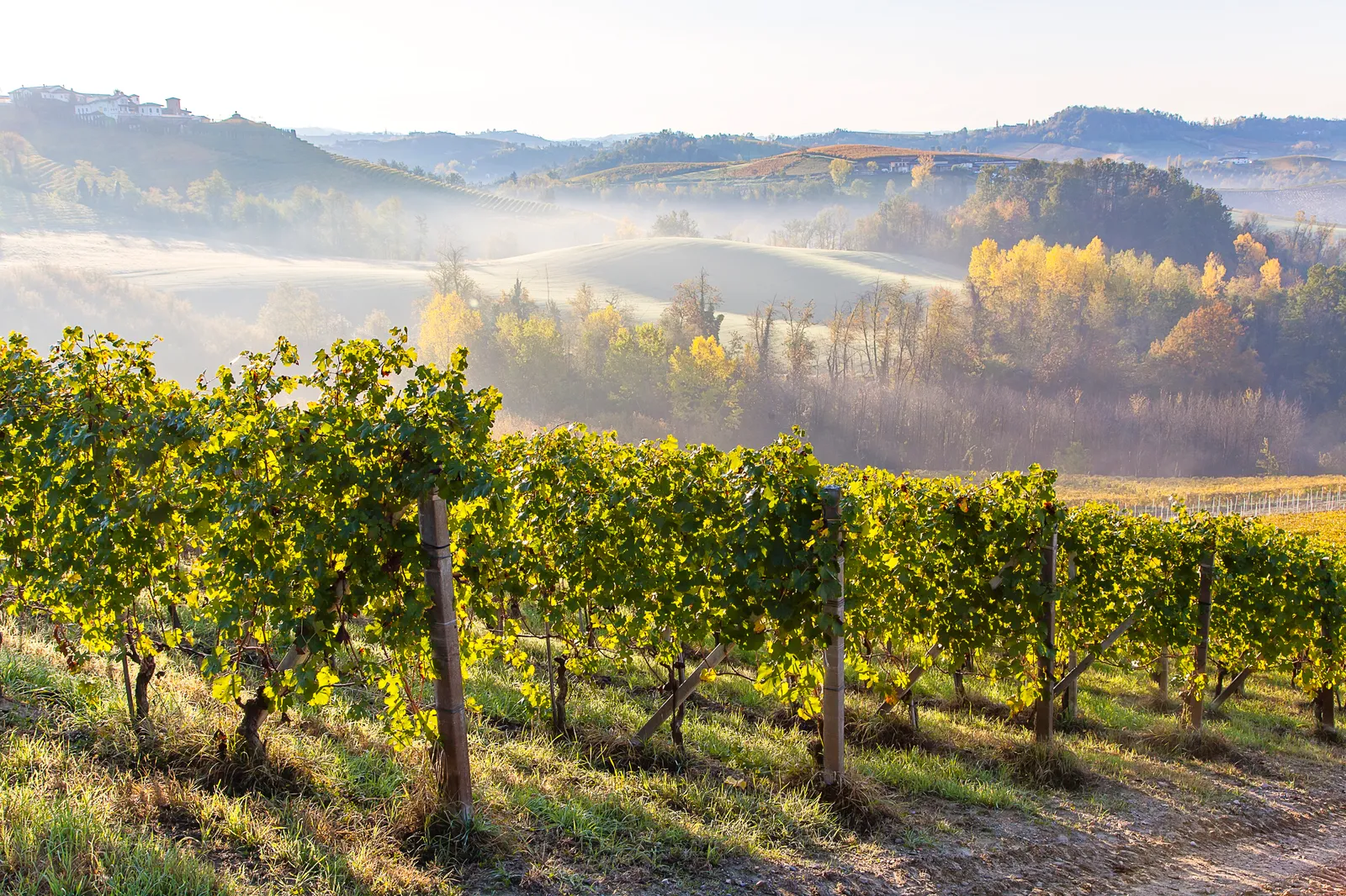 Image may contain Nature Outdoors Countryside Rural Farm and Vineyard