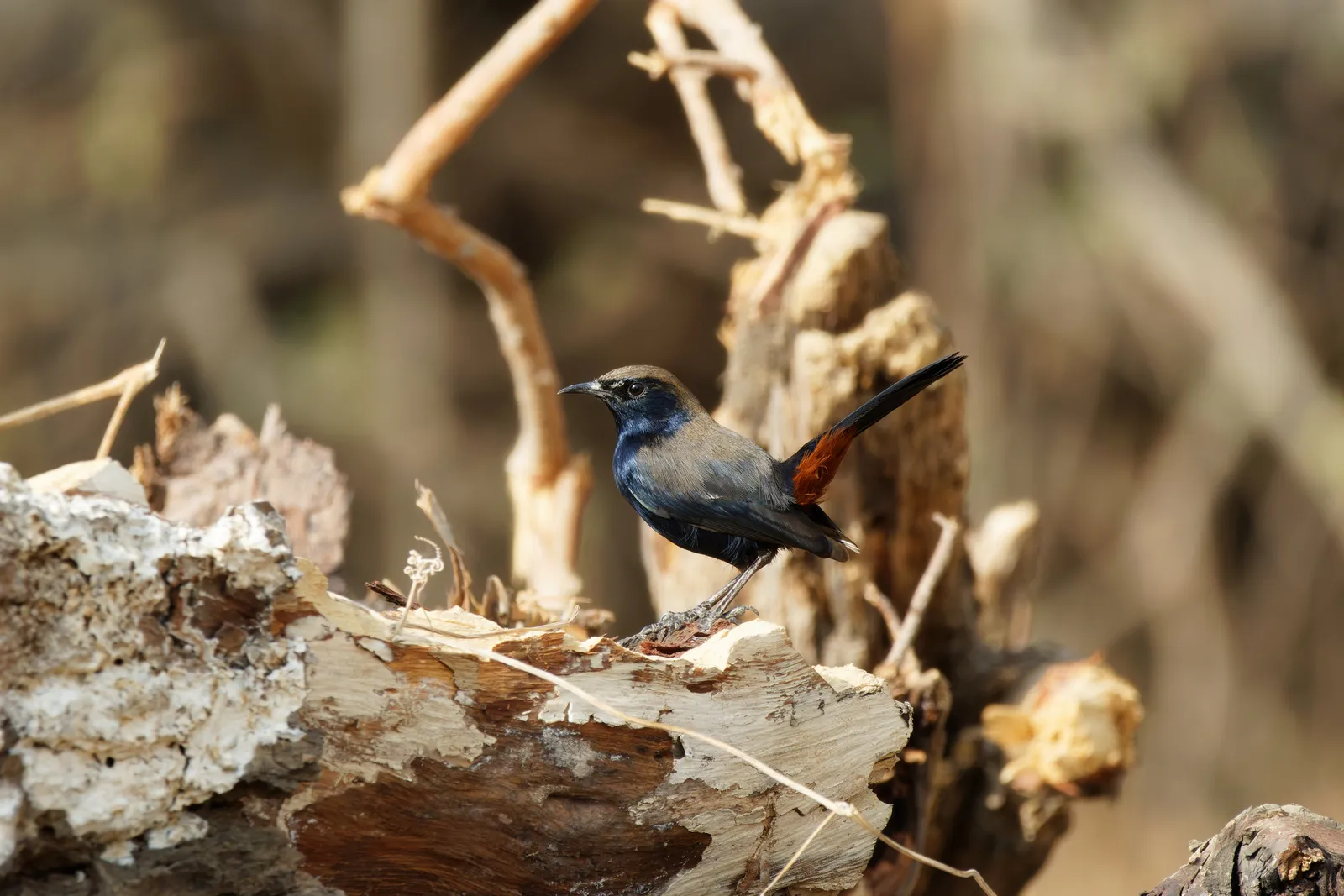 Image may contain Animal Bird Blackbird Finch Wood Jay and Beak