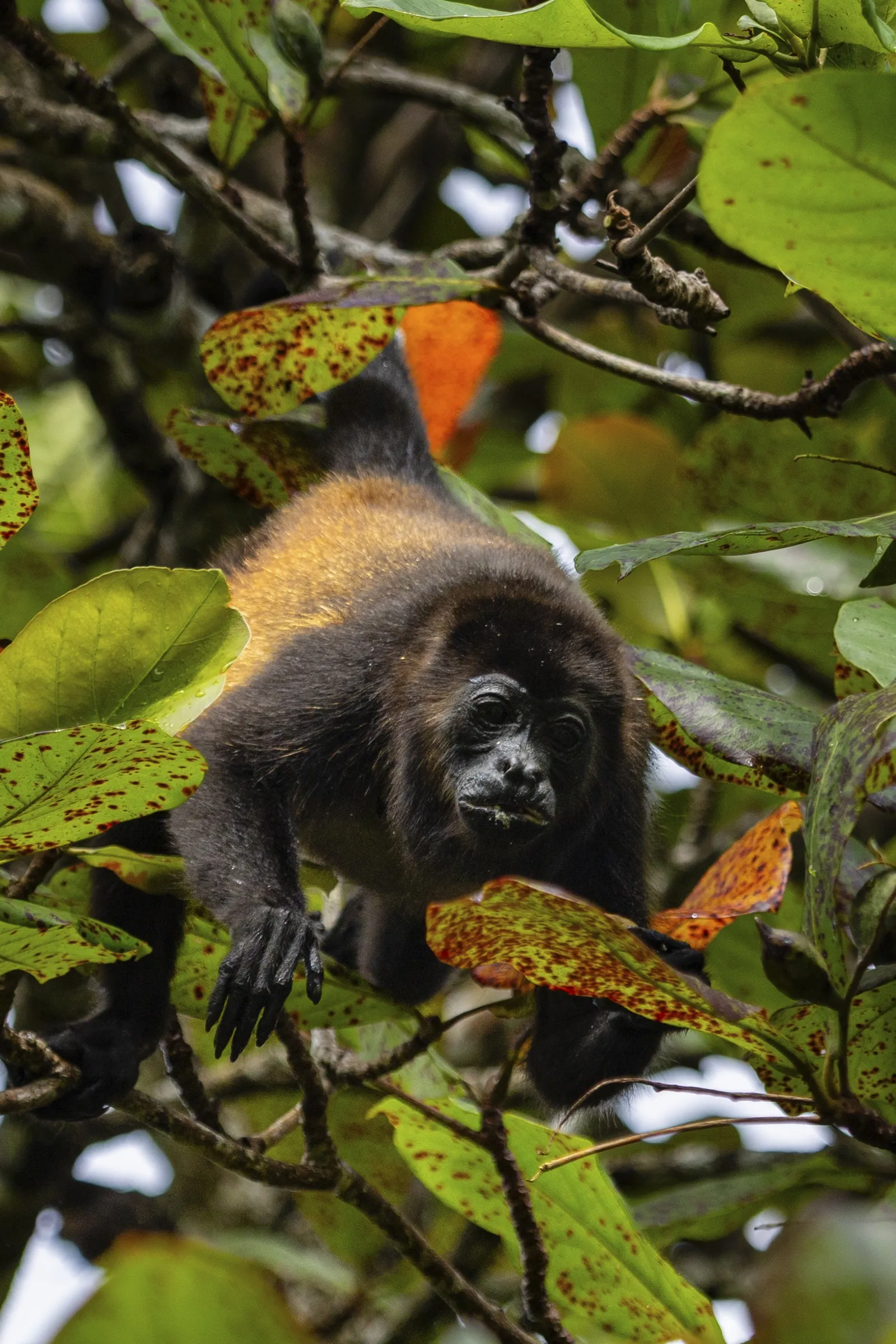 Image may contain Animal Mammal Monkey Wildlife Plant Vegetation Leaf Land Nature Outdoors Rainforest and Tree