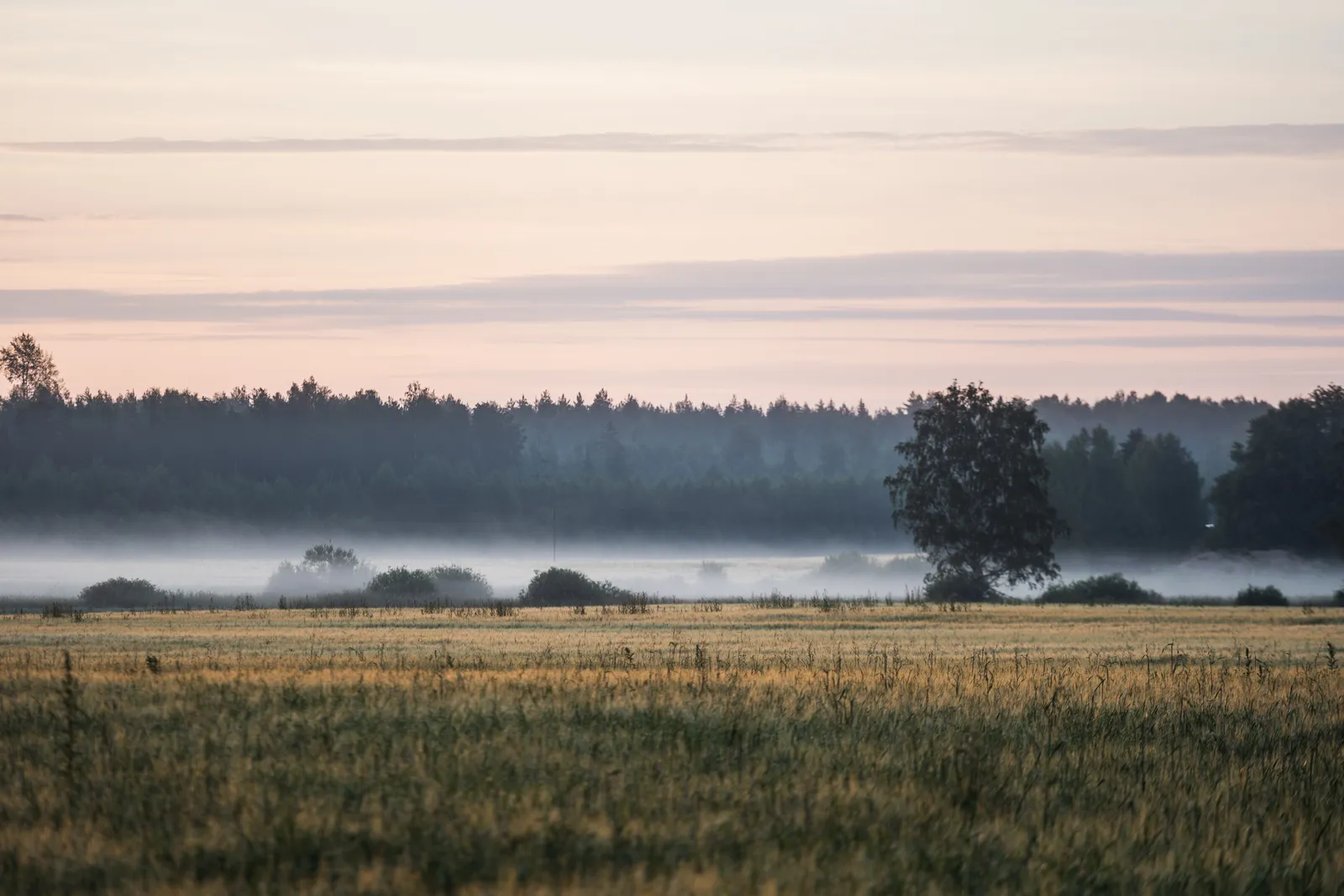 Image may contain Ground Plant Vegetation Horizon Nature Outdoors Sky Land Tree Woodland Scenery and Weather