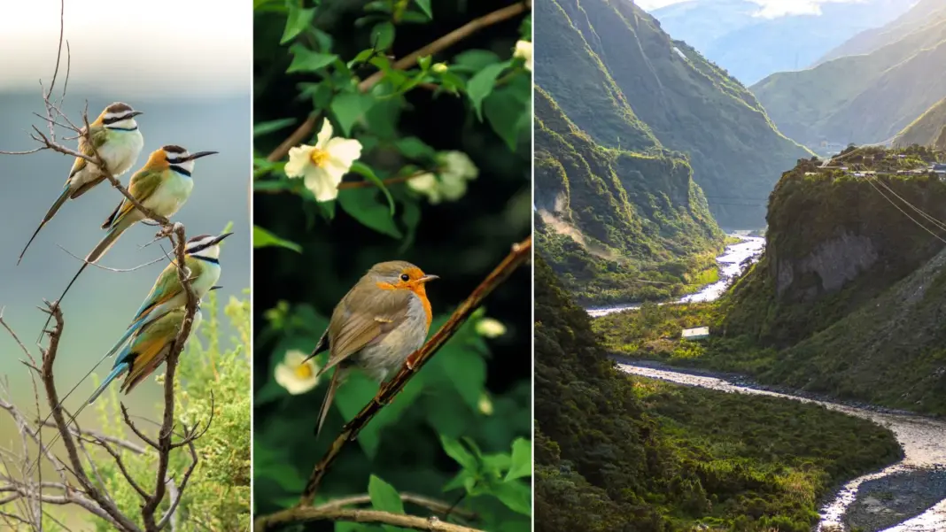 Birdwatching Is Only Getting More Popular—Here Are the 11 Best Places to Experience It Birdwatching Is Only Getting More Popular—Here Are the 11 Best Places to Experience It