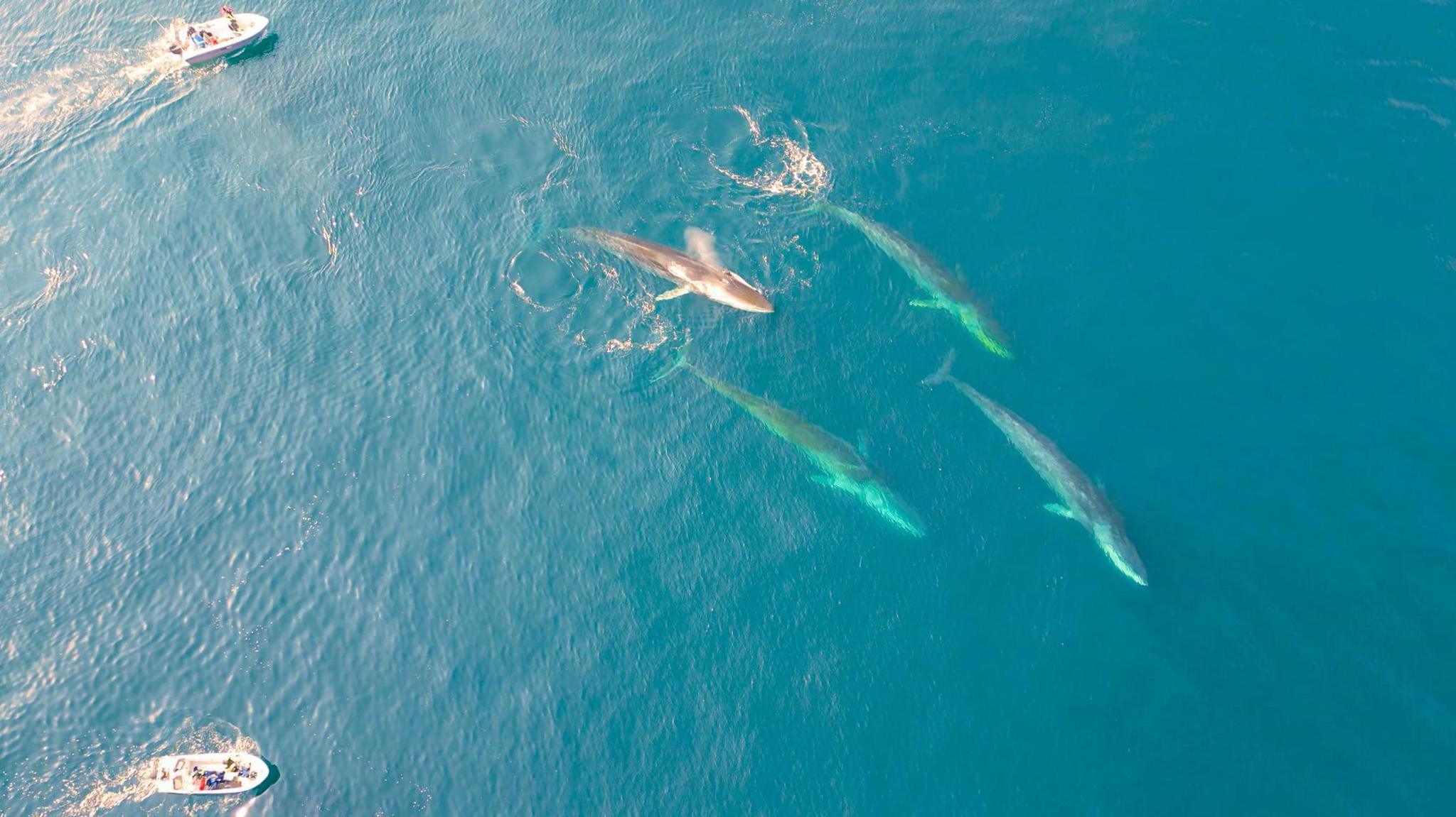 The image is captured from above by a drone. In the right side of the image,  four huge fin whales - their long bodies fully visible in the clear blue water - swim in a group. Two small research boats are dwarfed by the marine mammals, as they observe from a safe distance - they are in the top and bottom left corners of the image.