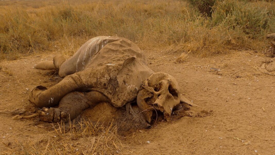 Mysterious elephant deaths in Kenya raise questions around pesticides Mysterious elephant deaths in Kenya raise questions around pesticides
