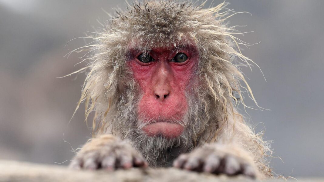 Monkey escapes from Highland Wildlife Park in Cairngorms Monkey escapes from Highland Wildlife Park in Cairngorms