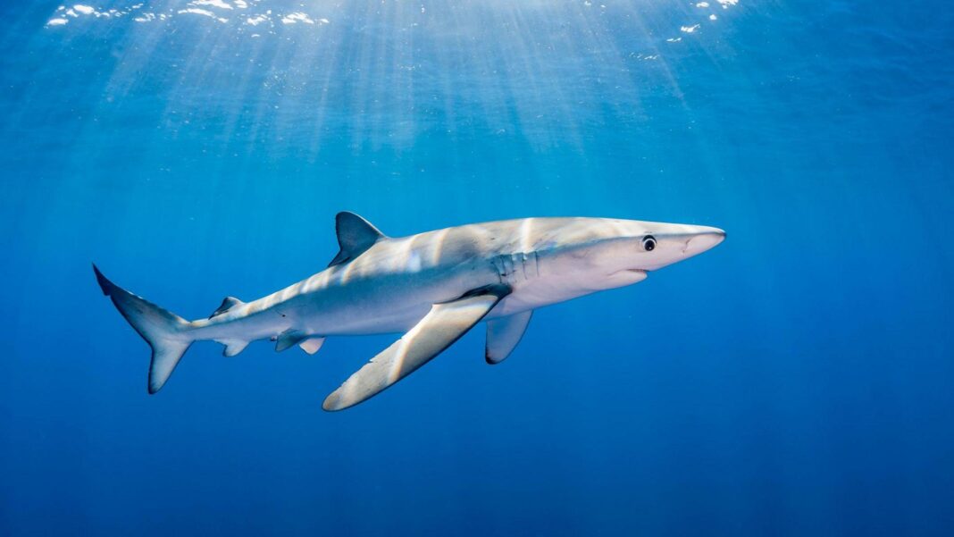 Man bitten by shark off Irish coast says he ‘didn’t think he was going to make it’ Man bitten by shark off Irish coast says he ‘didn’t think he was going to make it’