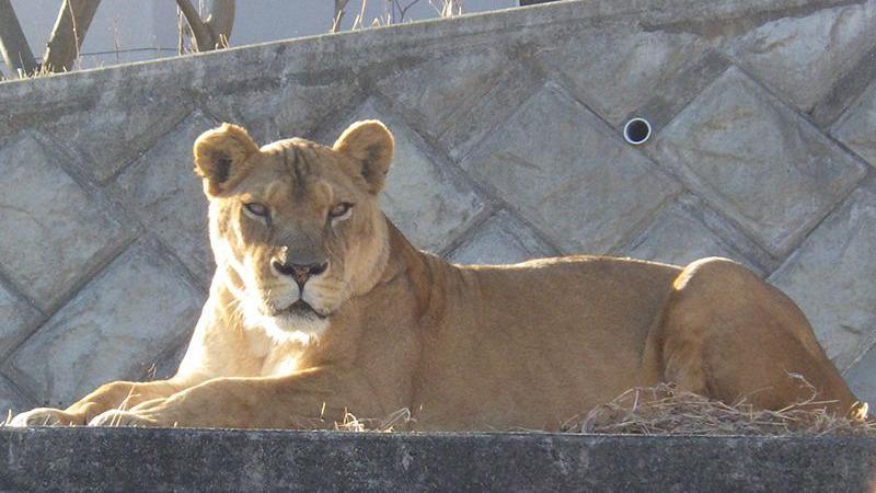 Three lions die in zoo as Japan battles extreme heat Three lions die in zoo as Japan battles extreme heat