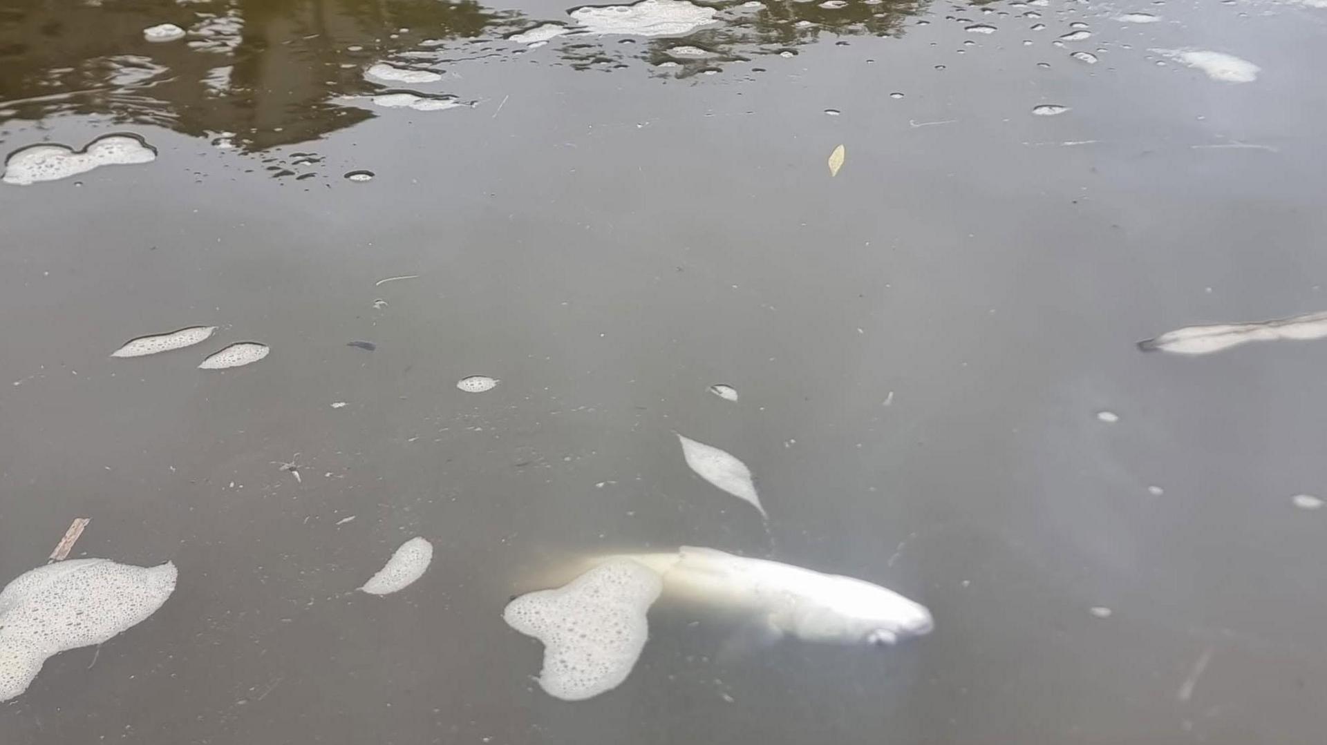 A silver fish, dead, floating on its back in dirty water.
