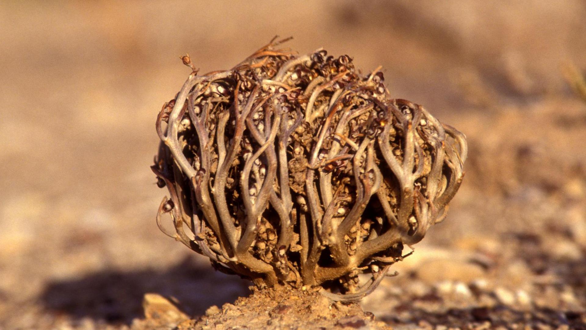 This image is a close-up photograph of a dried, spherical plant structure resting on sandy ground. The plant is composed of many thin, curled, woody stems woven together into a cage-like ball, with small seed pods or dried floral remnants visible throughout the interior. The foreground is sharply focused, highlighting the rough texture of the stems and the grains of soil at the base of the plant. The background is heavily blurred in warm tan and brown tones, creating a shallow depth-of-field effect that isolates the plant from its surroundings.
