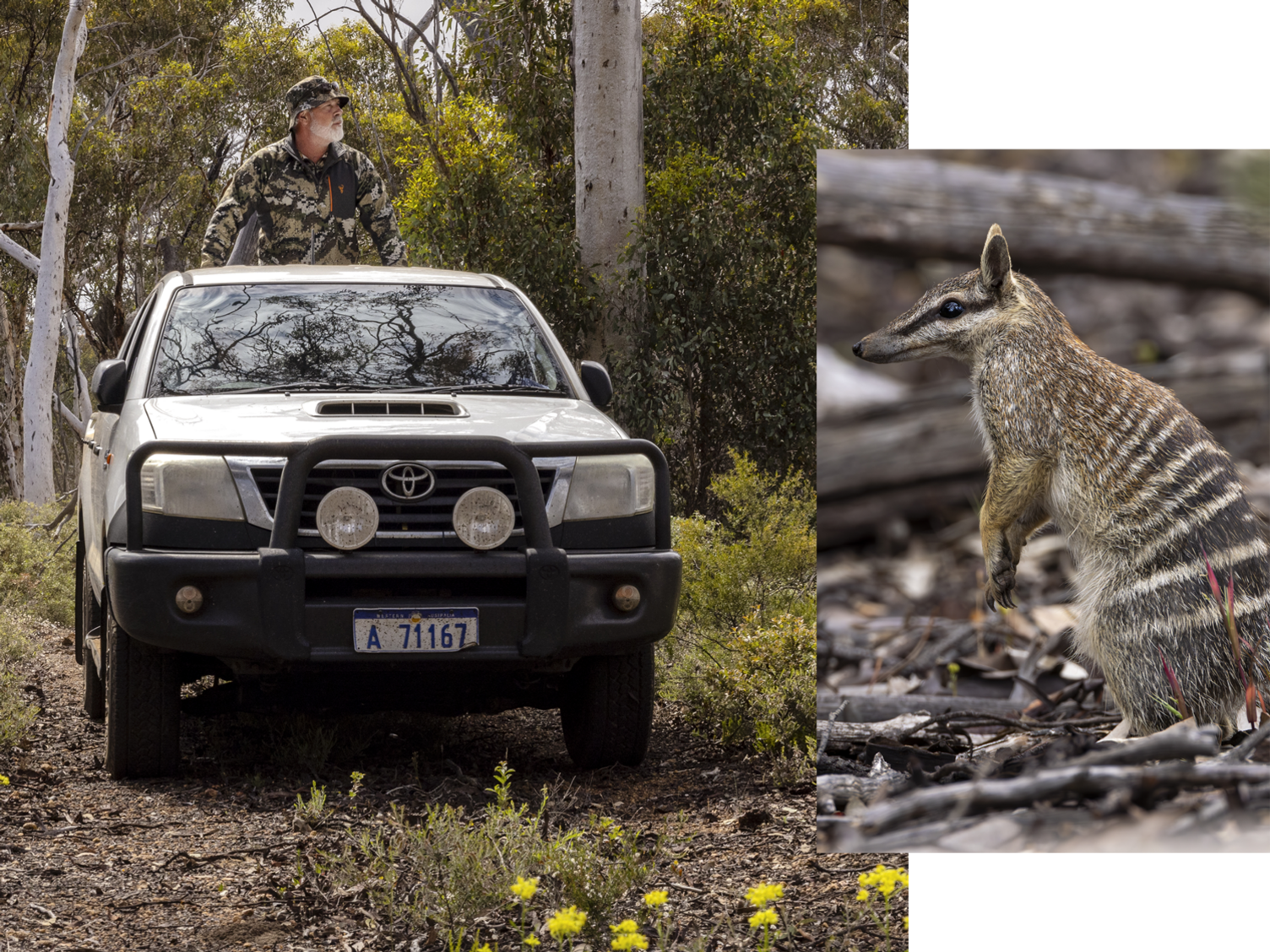 Search for the numbat in the wild