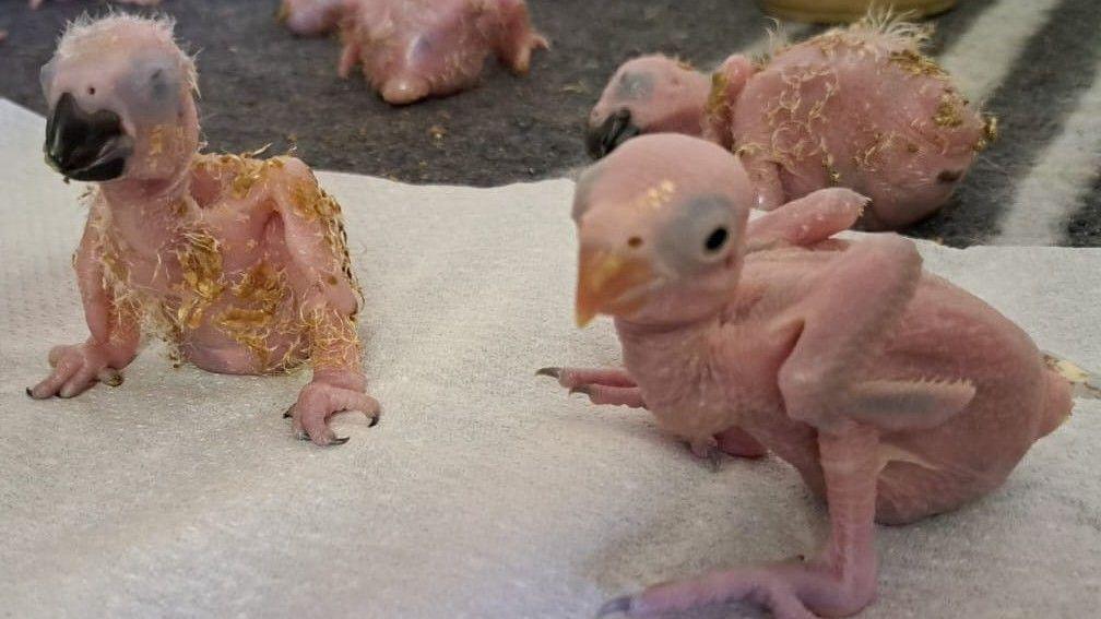 Parrot eggs hatch after suspected Thai smuggler arrested at South African airport Parrot eggs hatch after suspected Thai smuggler arrested at South African airport