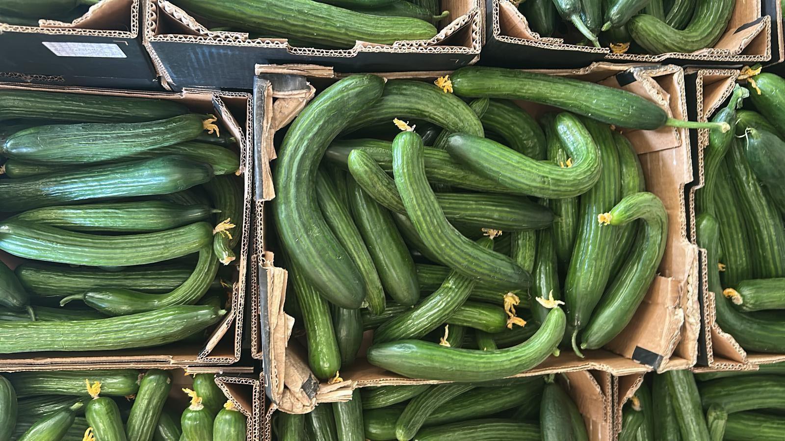 Several cardboard boxes containing green cucumbers, some of which have curved into a u-shape.