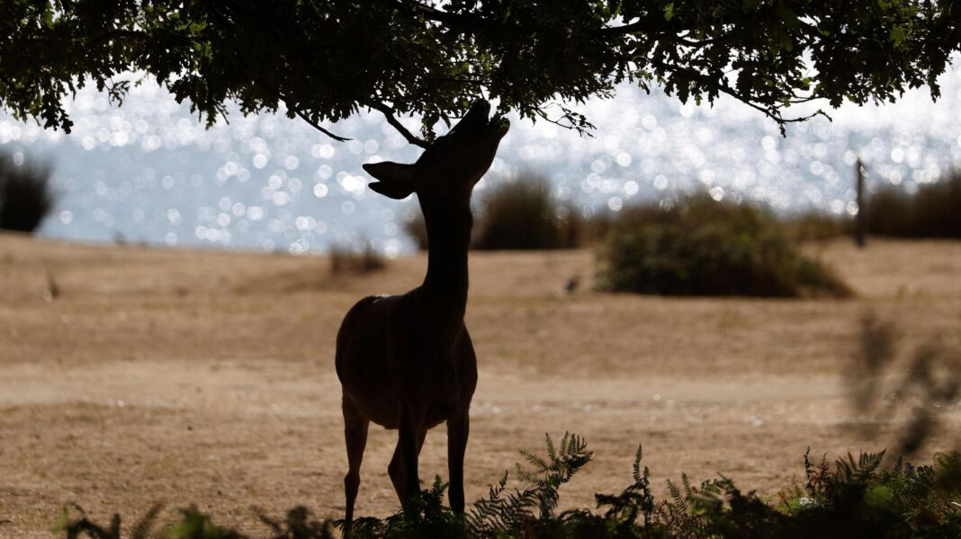 Why is feeding deer in the Royal Parks dangerous? Why is feeding deer in the Royal Parks dangerous?