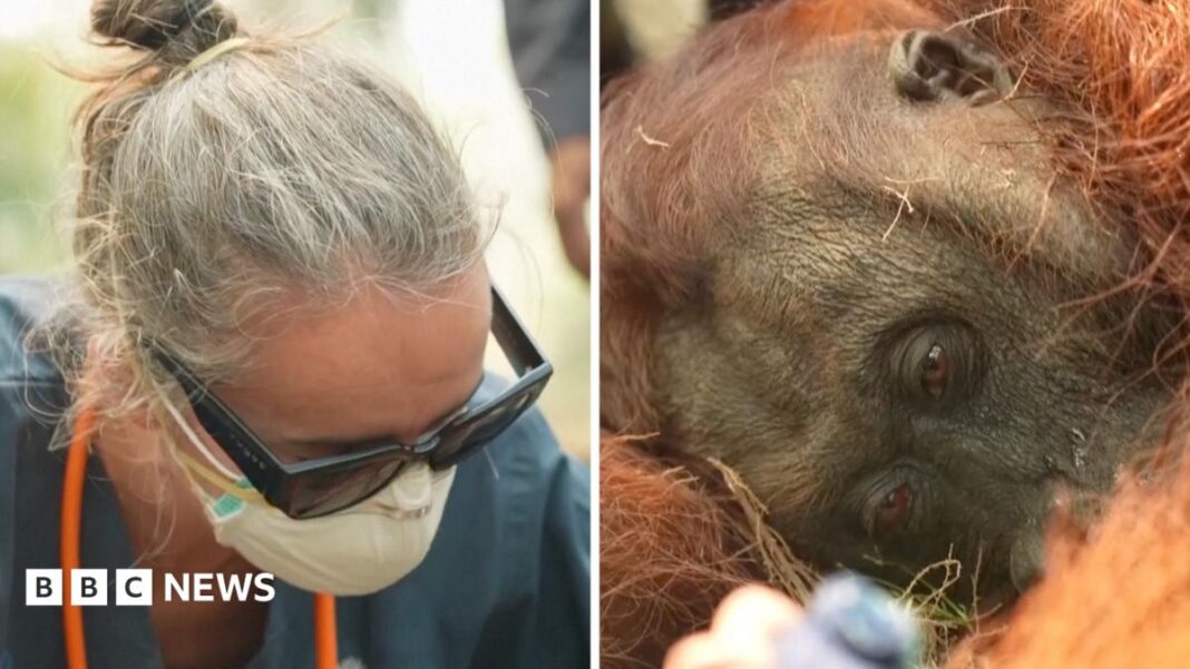 Orangutans in danger as wildfires blaze through Borneo Orangutans in danger as wildfires blaze through Borneo