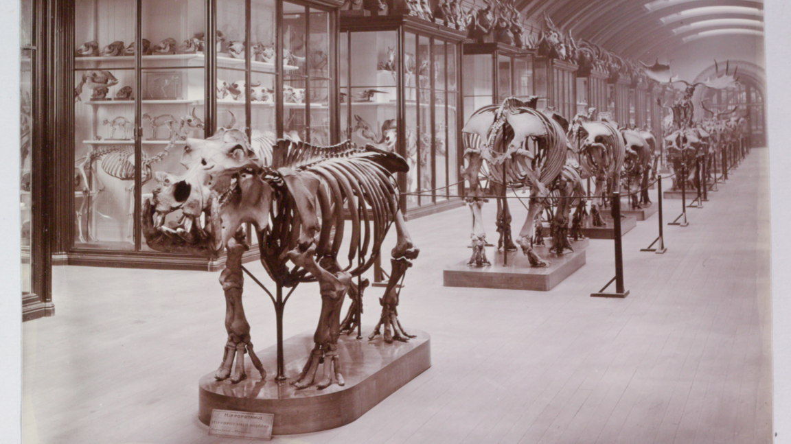Historic museum gallery displaying animal skeletons, with a hippopotamus skeleton in the foreground. Glass cases filled with specimens and skulls line the hall beneath an arched ceiling.
