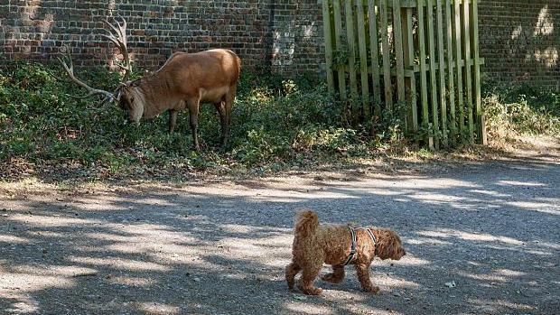 A deer with big antlers by a brick wall and a small brown dog walking on a path.