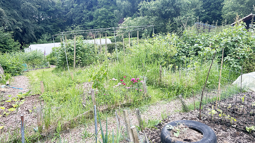 A mixture of worked allotment beds and bushes and shrubs, with a row of plastic-covered polytunnels in the background. The area is surrounded by mature trees.