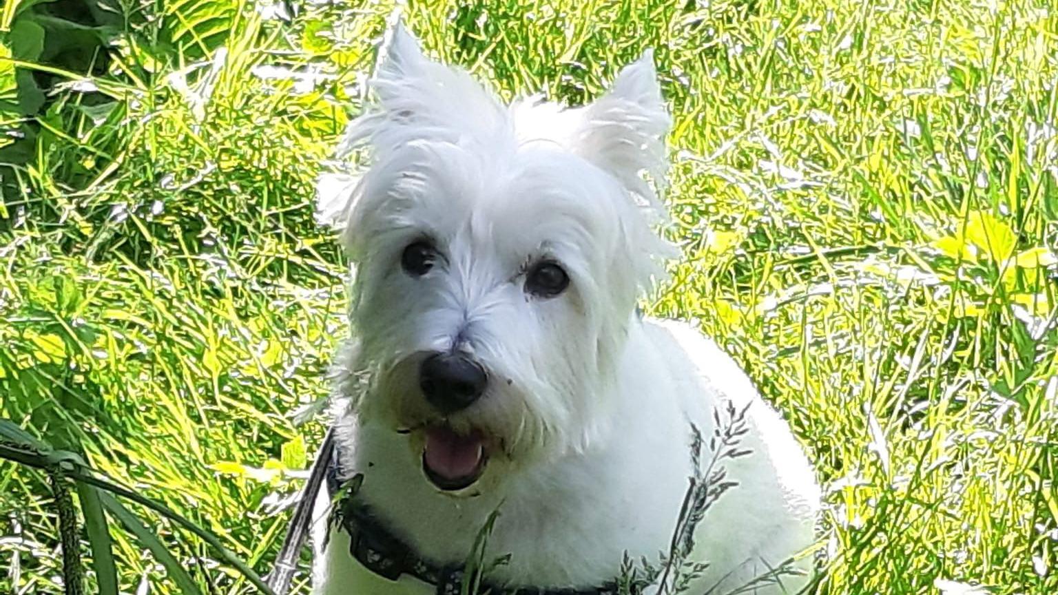 Lara, a white terrier, sits in the middle of an overgrown meadow
