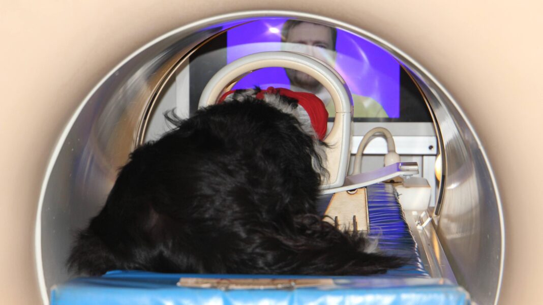 We should smile at our dogs – a new scientific study reveals why We should smile at our dogs – a new scientific study reveals why