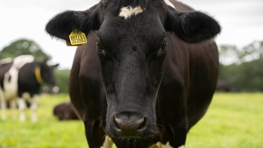Mad Cow Disease identified at Scottish farm Mad Cow Disease identified at Scottish farm